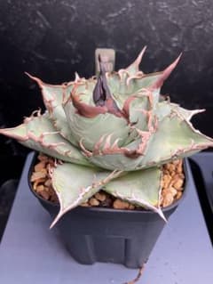 loop_plants産　アガベ オテロイ 実生 子株②のサムネイル