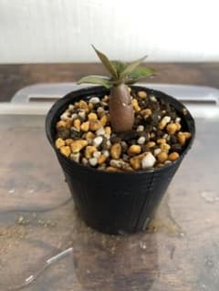 アデニウム　アラビカム　実生苗①のサムネイル