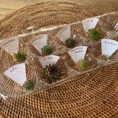 センペルビウム  set  ①     多肉植物のサムネイル