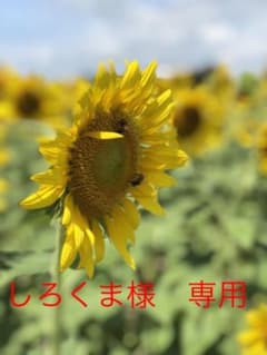 青汁４点セットのサムネイル