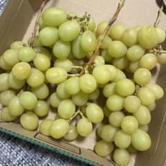 長野県産/訳あり/シャインマスカット /ゴールデンシャイン - 2