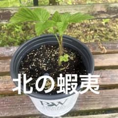 ☆Proven Winners pot☆ トゥラミーン ラズベリー 苗 - メルカリ