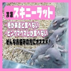 冷凍 スキニーラット 予約フォーム
