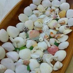 貝殻☆珊瑚☆シーグラスミニサイズセット　シェル/サンゴ/ビーチグラスのサムネイル