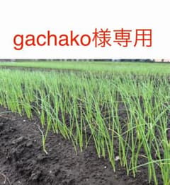 gachako様専用ネオアース玉ねぎ苗500本　10月29日着のサムネイル