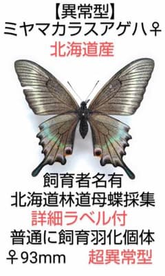 【異常型】ミヤマカラスアゲハ ♀標本★北海道産★野外母蝶採集 飼育羽化極異常のサムネイル