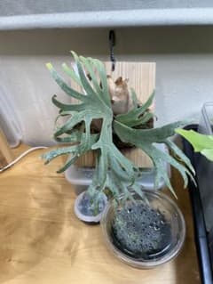 P.wilinckii JGS 中株　ビカクシダ P.wilinckii JGS 中株 ビカクシダ - メルカリ