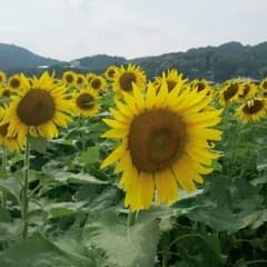 椋小様専用のサムネイル
