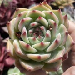 多肉植物♡チワワエンシス　③のサムネイル