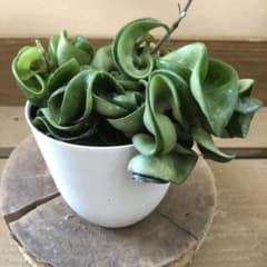 観葉植物　ホヤ カルノーサ　コンパクタ