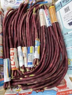 新鲜野菜 紫ささげ インゲン豆 豇豆　 【露地栽培】自然成長500g以上のサムネイル