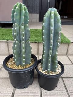 柱サボテン　鬼面角　 2本セット 鉢植え　発根済みのサムネイル