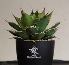 アガベ EU オテロイ 子株 セット Kaiju Plant - メルカリ