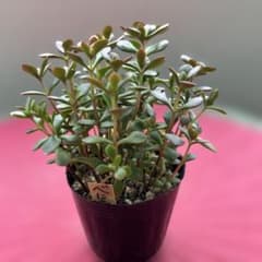 多肉植物♡可愛い紅稚児(^^)抜き苗 多肉植物 紅稚児 抜き苗 - メルカリ