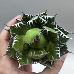 龍門】アガベ 特選 多肉植物 ホリダ 極上強刺 精品株 - メルカリ