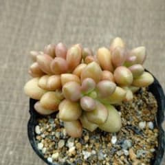 G.mendozae×緑亀の卵 多肉植物抜き苗うに - メルカリ