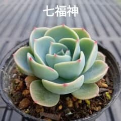No.7 七福神 抜き苗 多肉植物 - メルカリ