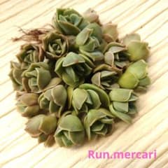 多肉植物〈カット苗〉☆ラブリーローズ20ヶ☆寄植えに♥ - メルカリ
