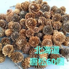 松ぼっくり(北海道の唐松)約60個 リース、スワッグにのサムネイル