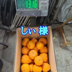 デコポン12kg⑫【熊本県産】大玉のサムネイル