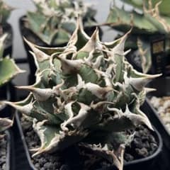 アガベ チタノタ CJ Special 大白鯊タイプ 子株 発根済み - メルカリ