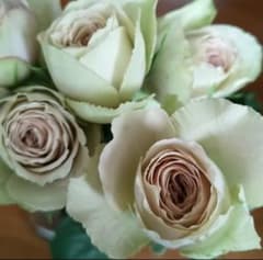 バラ苗　切り花種　◯ 宅急便60サイズ~で発送いたしますのサムネイル