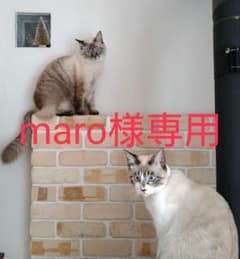 maro様専用のサムネイル