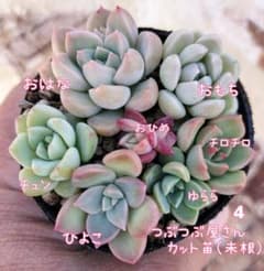 つぶつぶ屋さん カット苗4 　お楽しみオマケ付き♡のサムネイル