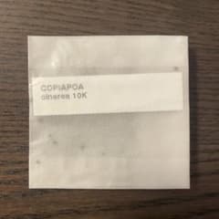 コピアポア 黒王丸 種子 10粒 copiapoa cinereaのサムネイル