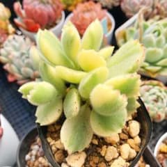多肉植物　熊童子錦のサムネイル