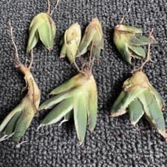 2186アガベ SAD 南アフリカダイヤモンド錦 覆輪斑 永久斑 7株セット