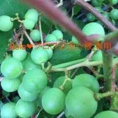 ＊新品未使用＊ ダックス 箸置きセットのサムネイル
