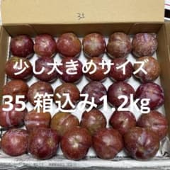 大35. 鹿児島産すもも　少し大きめサイズ　箱込み1.2㎏　無農薬　プラム　硬めのサムネイル