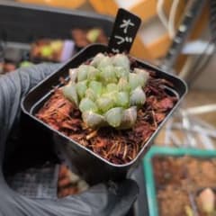 ハオルチア オブツーサ２番　ブラックオブツーサのカキコ付き 抜き苗 宛先匿名配送のサムネイル