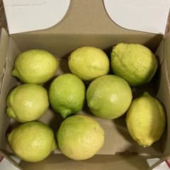 無農薬レモン②