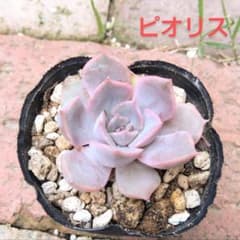 プレジオ様　エケベリア　ピオリスのサムネイル