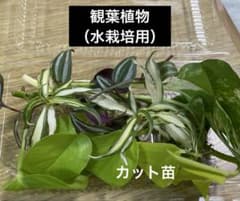 オケステ様 リクエスト 2点 まとめ商品のサムネイル
