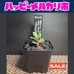 【大特価】アデニウム KHZ黒×黒金クラウン №6 国内実生株・鉢ごと・富士砂のサムネイル
