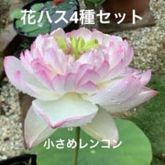花ハス　4種類　小さめレンコン　5個セット　花蓮　花　苗　19のサムネイル