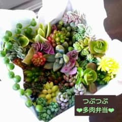 중얼거리는 다육 도시락 12종+α 처녀심 레드베리 핑크베리 카리시아 등