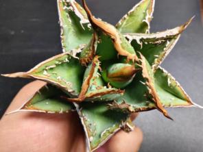 アガベ チタノタ 麻花龍 極上強棘 美株 ブツブツ コレクシ Lize産 A8