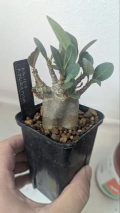 【抜き苗発送】アデニウム アラビカム ゴジラ コーデックス 塊根植物のサムネイル