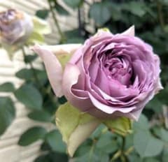 バラ苗　　斑入り　和バラ 青バラ苗 和バラ苗 - メルカリ