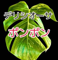 超希少【ポンポン／発根済み】モンステラ デリシオーサ 黄斑入り