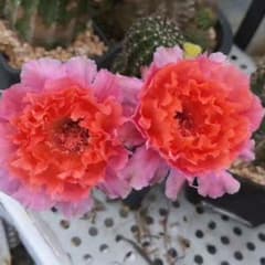 魅羽 超人気品種 花サボテン 複色咲き 群開花 カキコ 開花株 - メルカリ