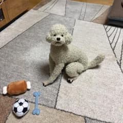 あみぐるみ ベージュのトイプードル - メルカリ