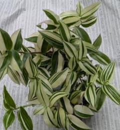トラディスカンティア フルミネンシス バリエガタ　プラカップに植えてのサムネイル