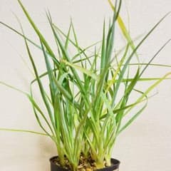 ユッカ ロストラータ 実生 抜き苗 1株 - メルカリ