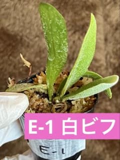 E-1 白ビフ 胞子培養株 ビカクシダ Platycerium - メルカリ