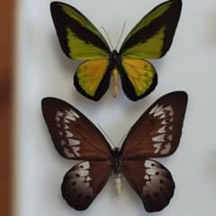 ゴライアストリバネアゲハ　セラム産　面積最大の蝶 ゴライアストリバネアゲハ セラム産 面積最大の蝶 - メルカリ